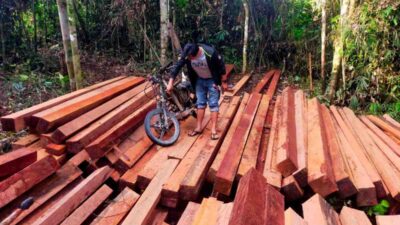 Penegakan Hukum dan Upaya Pelestarian Hutan Kalimantan Tengah: Kasus Pembalakan Liar di Sei Hanyu