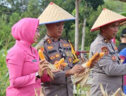 Berhasil Panen 1 Ton Jagung Hibrida di Lahan Monokultur Seluas 1,5 Hektar 