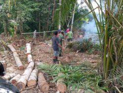 Rawan Terjadinya Pohon Tumbang, Babinsa Koramil Katingan Tengah Gotong Royong Bersama Warga 