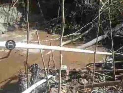 Tambang Emas di Tengah Hutan: Taman Nasional Tanjung Puting Jadi Sorotan.