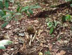 Warga Kelurahan Tumbang Tahai Dikejutkan Dengan Penemuan Kerangka Manusia