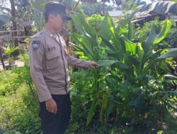 Dorong Kemandirian Pangan, Polsek Hanau Cek Pekarangan Bergizi Warga Desa Derangga