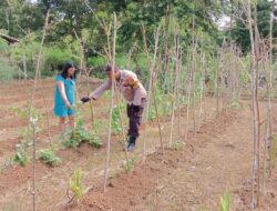 Polsek Seruyan Tengah Cek Pekarangan Pangan Bergizi di Desa Sandul
