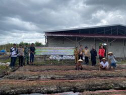 Penanaman Jagung Pipil sebagai Upaya Mendukung Swasembada Pangan