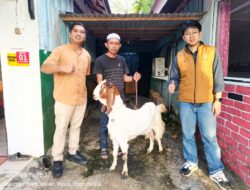 PT ABB Salurkan Hewan Kurban untuk IPJI Kalteng dan FKM, Wujud Kepedulian Sosial Jelang Iduladha