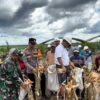 POLSEK HANAU IKUTI PANEN RAYA JAGUNG SERENTAK KUARTAL II DI LAHAN PT. TAPIAN NADENGGAN