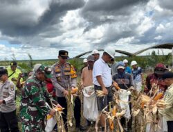 POLSEK HANAU IKUTI PANEN RAYA JAGUNG SERENTAK KUARTAL II DI LAHAN PT. TAPIAN NADENGGAN