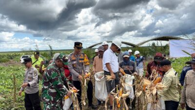 POLSEK HANAU IKUTI PANEN RAYA JAGUNG SERENTAK KUARTAL II DI LAHAN PT. TAPIAN NADENGGAN