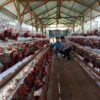 Polsek Seruyan Hilir Dukung Ketahanan Pangan Melalui Pengecekan Peternakan Ayam Petelur di Desa Halimaung Jaya