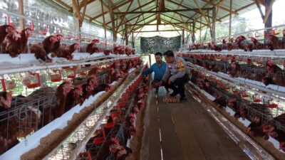 Polsek Seruyan Hilir Dukung Ketahanan Pangan Melalui Pengecekan Peternakan Ayam Petelur di Desa Halimaung Jaya