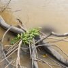 Kapolres Katingan membenarkan jasad yang ditemukan di Sungai Katingan, Rantau Asem, adalah Aiptu Sumaryanto.