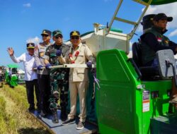 Panen Raya Padi di Kapuas, Gubernur Dorong Peningkatan Produktivitas Pertanian