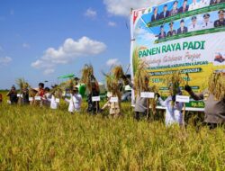 Nyelong Inga Simon Apresiasi Panen Raya Padi di Kapuas, Bukti Kekuatan Ketahanan Pangan Kalteng