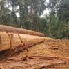 Warga Mojang Baru Keluhkan Jalan Rusak, Soroti Dugaan Aktivitas Ilegal Logging di Sekitar Areal PT Sarpatim