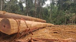 Warga Mojang Baru Keluhkan Jalan Rusak, Soroti Dugaan Aktivitas Ilegal Logging di Sekitar Areal PT Sarpatim