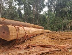 Warga Mojang Baru Keluhkan Jalan Rusak, Soroti Dugaan Aktivitas Ilegal Logging di Sekitar Areal PT Sarpatim