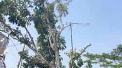 Dinas PUPRP Pulang Pisau Beri Klarifikasi Soal Pipa Air Bersih dan Penebangan Pohon