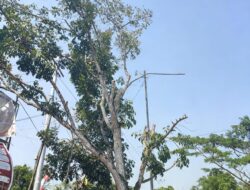 Dinas PUPRP Pulang Pisau Beri Klarifikasi Soal Pipa Air Bersih dan Penebangan Pohon